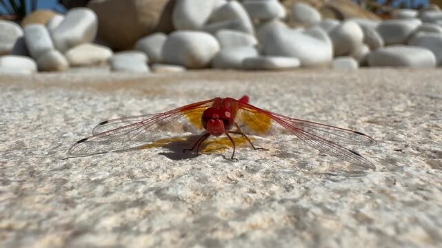 libellule rouge avant envol vid&eacute;o 4K