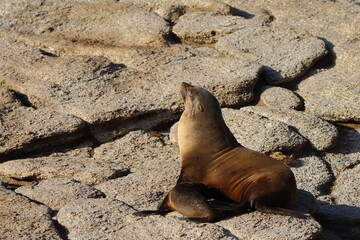 fur seal
