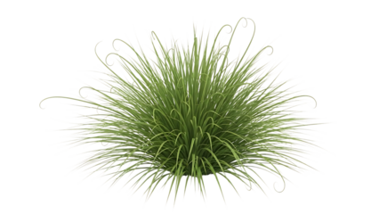 Green sea urchin isolated on transparent background