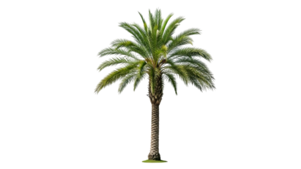 Palm tree isolated on transparent background