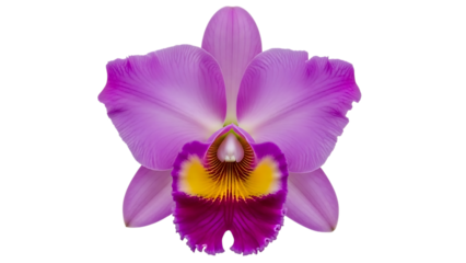Vibrant purple orchid flower isolated on transparent background