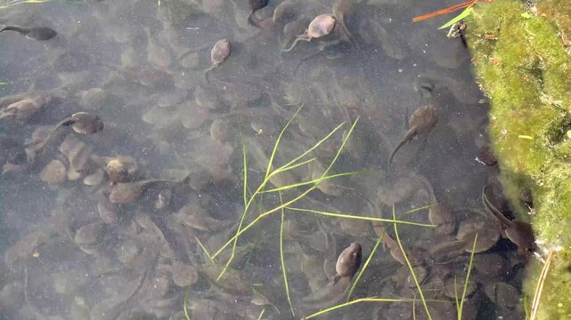 A large swarm of toad tadpoles swimming in shallow pond water 