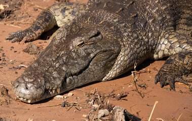 Fototapeta premium Close up of a wild crocodile in Botswana, Africa