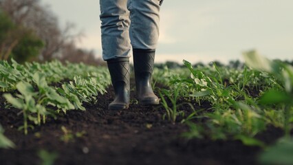 Agriculture, Environmental monitoring, Woman observing crops, Soil and crop research, Future farming solutions, Green field technology, Raising healthy crops, Inspection of young plants, Early morning © TO LOVE