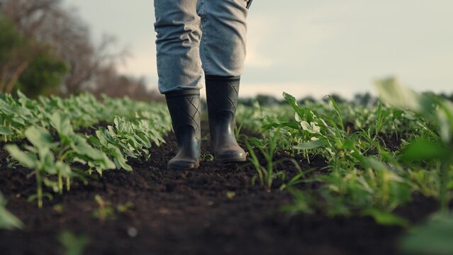 Agriculture, Environmental monitoring, Woman observing crops, Soil and crop research, Future farming solutions, Green field technology, Raising healthy crops, Inspection of young plants, Early morning