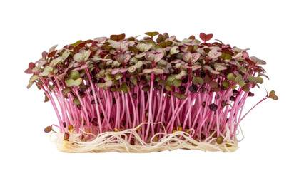 Microgreens with pink stems and green-purple leaves, isolated on transparent background. 