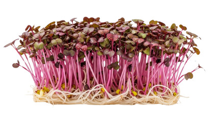 Microgreens with pink stems and green-purple leaves, isolated on transparent background. 