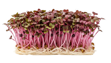 Microgreens with pink stems and green-purple leaves, isolated on transparent background. 