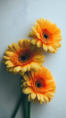 Vibrant yellow gerbera daisies on white background for decoration