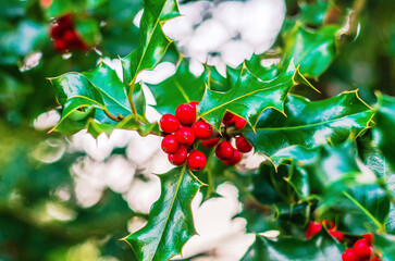 Close-up of vibrant red holly berries nestled amongst glossy green spiky leaves