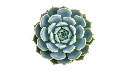 Succulent plant with rosette shape isolated on transparent background