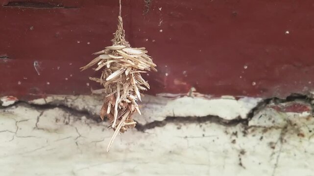 Bagworm cocoon hanging on cracked wall, insect moth larva case on dry house wall crack, closeup camouflage texture detail and natural decay