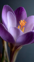 Beautiful purple crocus flower with vibrant yellow stamens blooming