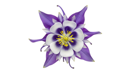 Purple and white columbine flower isolated on transparent background