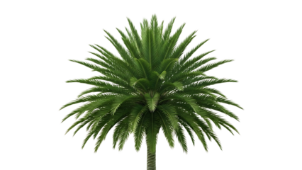 Palm tree isolated on transparent background