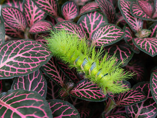 Green spiny caterpillar over green and red leaves