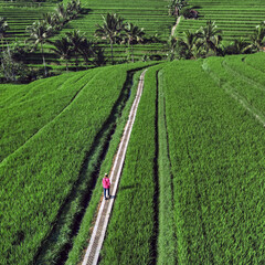 Female Tourist Walking Rice Fields Path, Aerial Drone View Over Emerald Terraced Paddies In Ubud Bali Solo