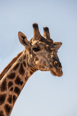 A wild Giraffe in Zimbabwe, Africa