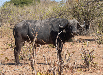 Fototapeta premium A Wild Cape Buffalo in Botswana, Africa 