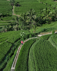 Aerial View Woman Walking Path Through Emerald Rice Paddies, Solo Traveler In Red Jacket