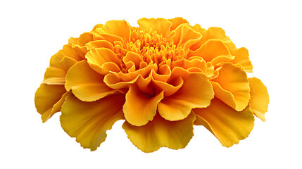 Vibrant orange marigold flower on white background