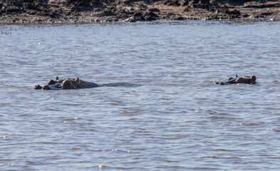 A wild hippopotamus in the Okavango Delta, Botswana, Africa