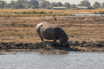 A wild hippopotamus in the Okavango Delta, Botswana, Africa
