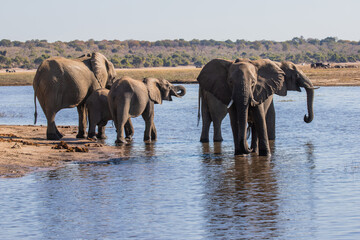 Wild elephants in Botswana, Africa