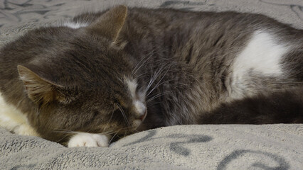 Sleeping grey and white cat on soft blanket
