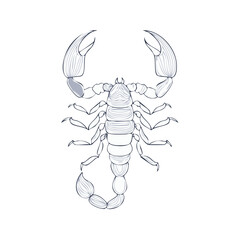 Obraz premium Detailed Line Art of a Scorpion, Insect, Vector Drawing, Isolated