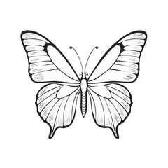 Fototapeta premium Butterfly Line Art Illustration Delicate Wing Pattern Design Insect Isolated