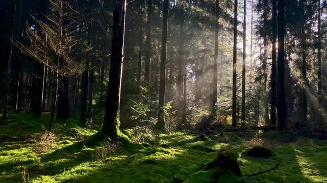 Sunbeams shining through trees into idyllic forest glade