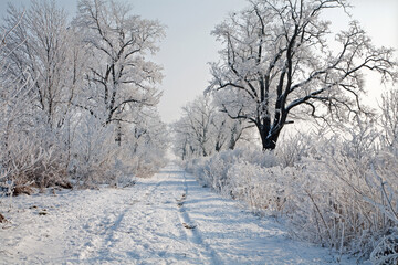Bernolakovo - The alley in the winter from Polna steet.