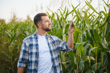 Farmer examining corn crop in cultivated field at sunset