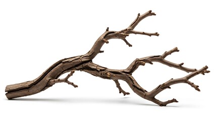 A close-up studio shot of a dry, bare tree branch with multiple twigs against a clean white background
