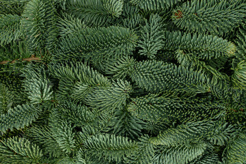 Evergreen Fir Branches Flat Lay Background for Christmas and New Year