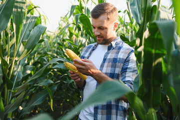 Farmer examining corn cobs in cultivated field © Serhii