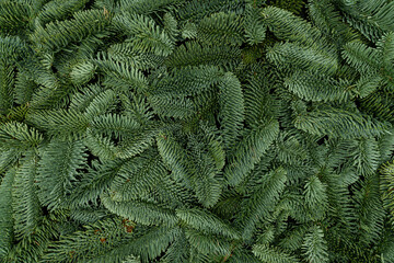 Evergreen Fir Branches Flat Lay Background for Christmas and New Year