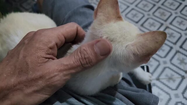 Hand Gently Pets a Content Domestic Cat's Head Close-up