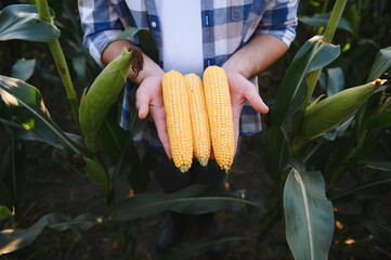 Farmer holding corn cobs in field, agriculture and harvesting concept