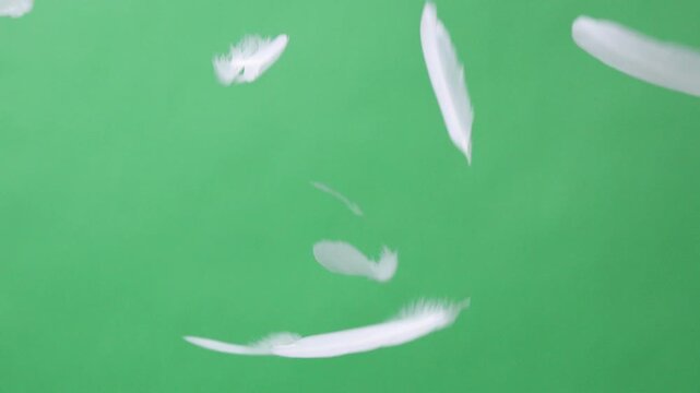 Feathers. Slow Motion of white feathers or bird wings falling against green screen background studio. Slowmotion soft feather falling down on air slowly to ground on greenscreen backdrop chroma key.