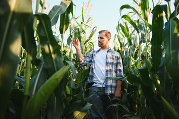 Farmer examining corn crop in cultivated field at sunset