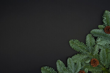 Evergreen Fir Branches with Cones Flat Lay on Dark Background with Copy Space