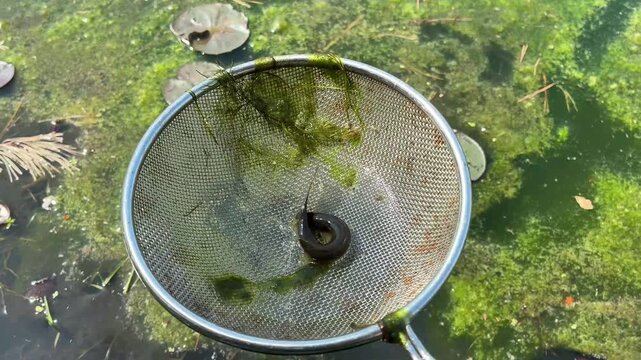 Top view of a Weather Loach caught in a metal dip net over green pond water