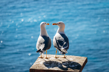 Two seagulls facing each other on a stone pedestal with Mediterranean Sea in the background