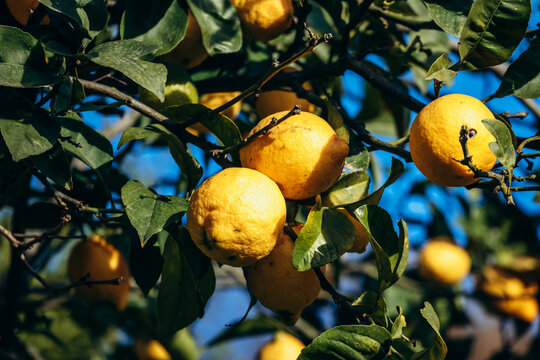 Ripe lemons growing on lemon trees in a garden in Menton on the French Riviera