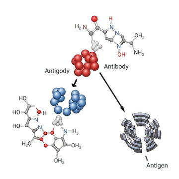 Antibody binding to antigen