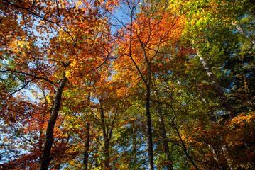 高千穂高原の紅葉