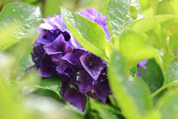 雨に濡れるアジサイ