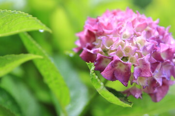 雨上がりのアジサイ
